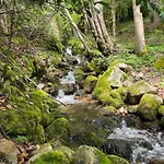 Entier, Vue Panoramique, Ruisseau Et Sauna.